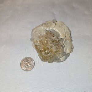 Rare Raw Calcified & Calcite Clam Fossil with UV & Bioluminescence from Florida